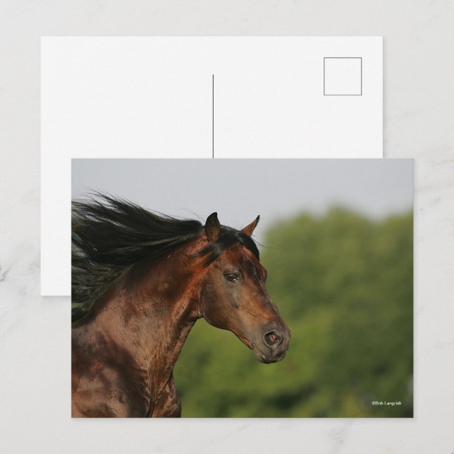 Bob Langrish | Morgan Horse Headshot Flowing Mane Postcard (Front/Back)