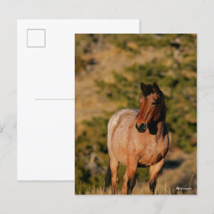 Bob Langrish Mustang Horse Standing Postcard