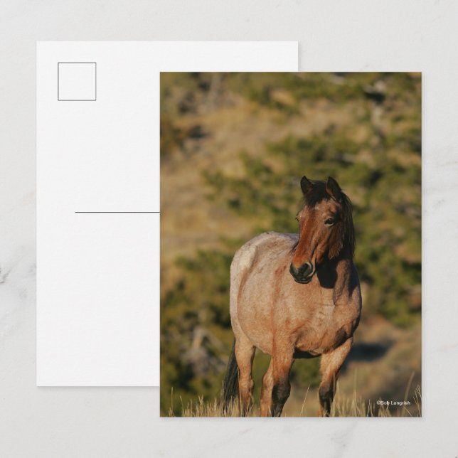 Bob Langrish | Mustang Horse Standing Postcard (Front/Back)