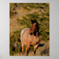 Bob Langrish | Mustang Horse Standing