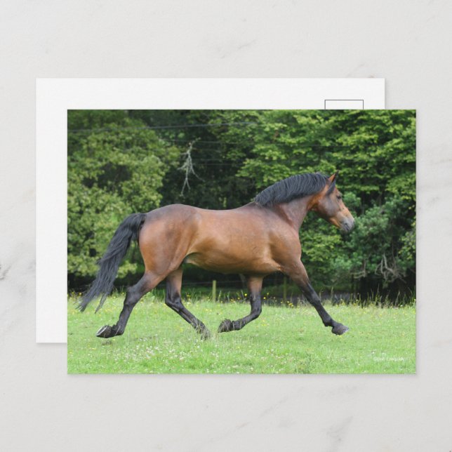 Bob Langrish | New Forest Pony Stallion Postcard (Front/Back)