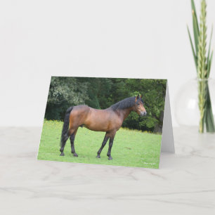 Bob Langrish   New Forest Pony Standing Card