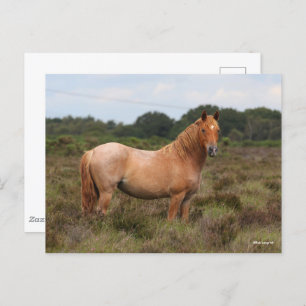 Bob Langrish   New Forest Pony Standing In Scrub Postcard