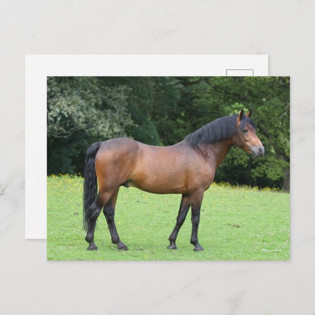 Bob Langrish | New Forest Pony Standing Postcard (Front/Back)