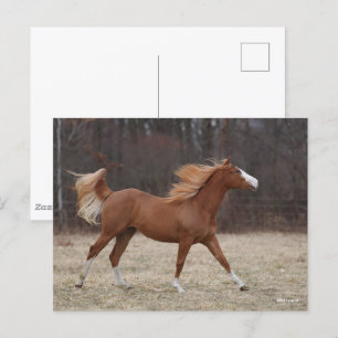 Bob Langrish   Overo Paint Horse Running Postcard