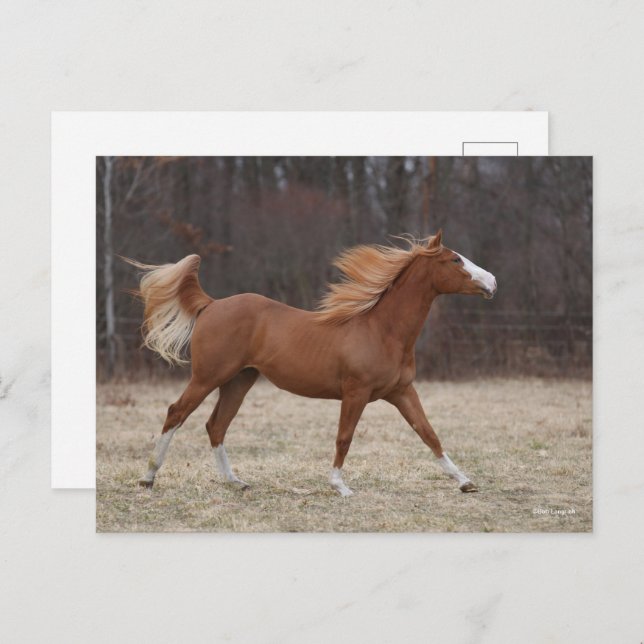 Bob Langrish | Overo Paint Horse Running Postcard (Front/Back)
