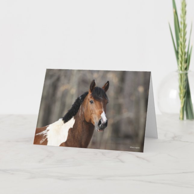 Bob Langrish | Paint Horse headshot Card (Front)