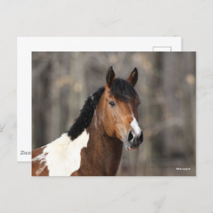 Bob Langrish   Paint Horse headshot Postcard