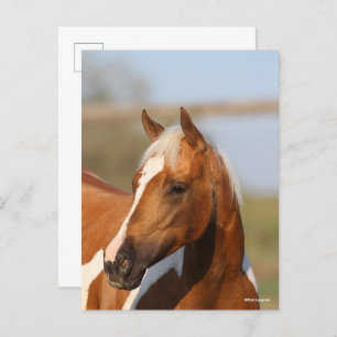 Bob Langrish   Paint Horse headshot Postcard