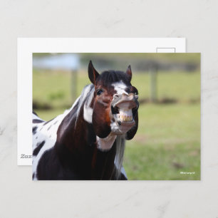 Bob Langrish   Paint Horse Stallion Flehmen Postcard