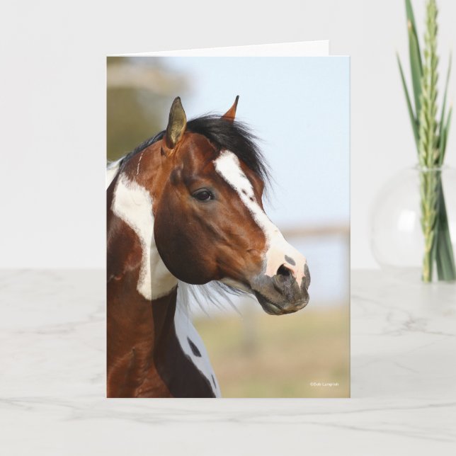 Bob Langrish | Paint Horse Stallion headshot Card (Front)