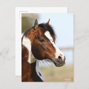 Bob Langrish   Paint Horse Stallion headshot Postcard