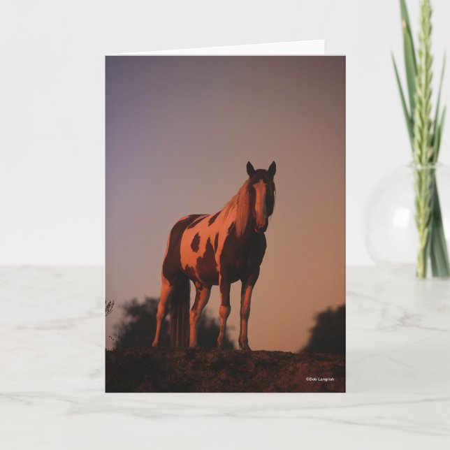 Bob Langrish | Paint Horse Standing at Sunset Card (Front)
