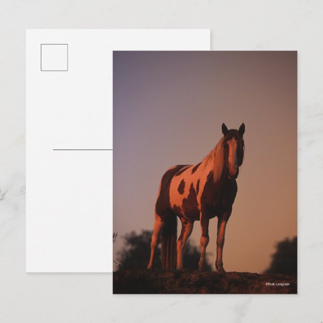 Bob Langrish | Paint Horse Standing at Sunset Postcard (Front/Back)