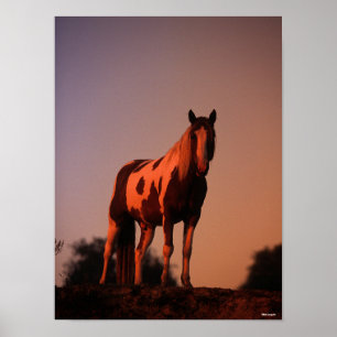Bob Langrish Paint Horse Standing at Sunset Poster