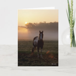 Bob Langrish   Paint Horse Standing Mist Sunrise Card