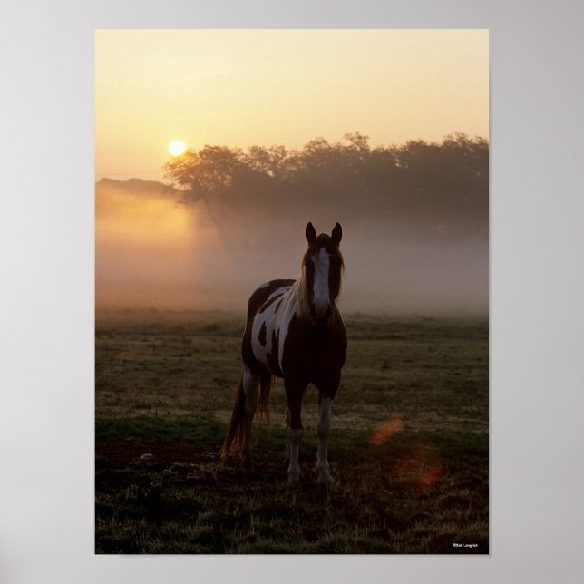 Bob Langrish | Paint Horse Standing Mist Sunrise Poster (Front)