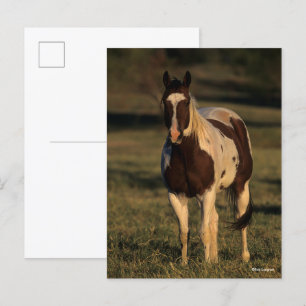 Bob Langrish Paint Horse Standing Postcard