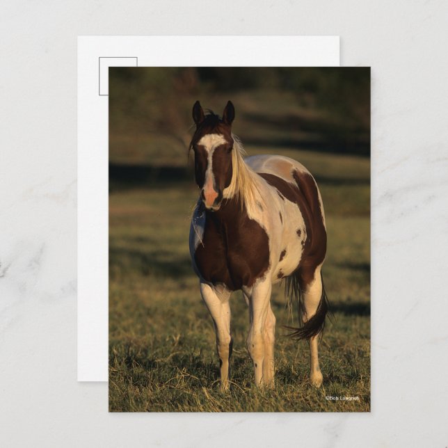 Bob Langrish | Paint Horse Standing Postcard (Front/Back)