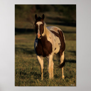 Bob Langrish Paint Horse Standing Poster