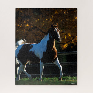 Bob Langrish Paint Horse Walking Backlit Autumn Jigsaw Puzzle