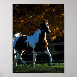 Bob Langrish Paint Horse Walking Backlit Autumn Poster
