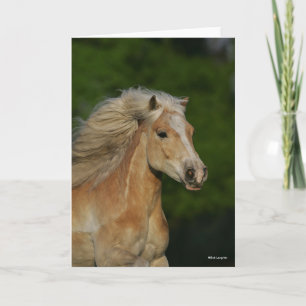 Bob Langrish   Palomino Haflinger Headshot Card