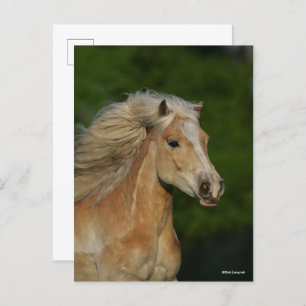 Bob Langrish   Palomino Haflinger Headshot Postcard