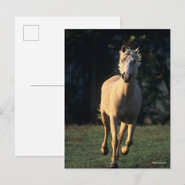 Bob Langrish | Palomino Horse Running Backlit Postcard (Front/Back)