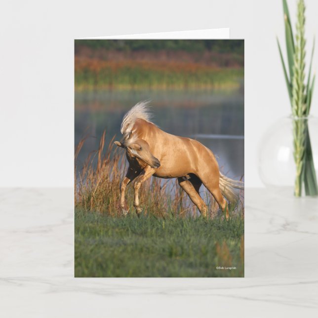 Bob Langrish | Palomino Lusitano Stallion Bucking Card (Front)