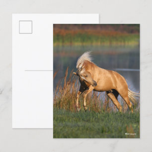 Bob Langrish Palomino Lusitano Stallion Bucking Postcard