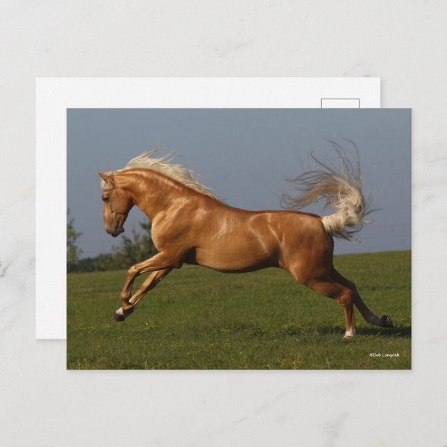 Bob Langrish | Palomino Lusitano Stallion Leaping Postcard (Front/Back)
