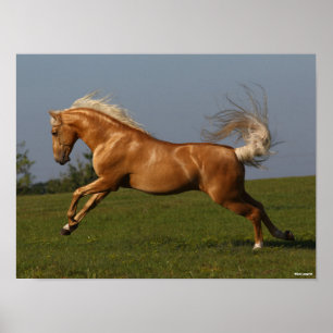 Bob Langrish Palomino Lusitano Stallion Leaping Poster