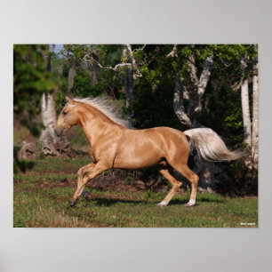 Bob Langrish   Palomino Lusitano Stallion Running Poster