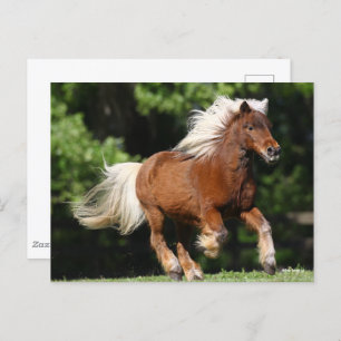 Bob Langrish Palomino Miniature Pony Running Postcard