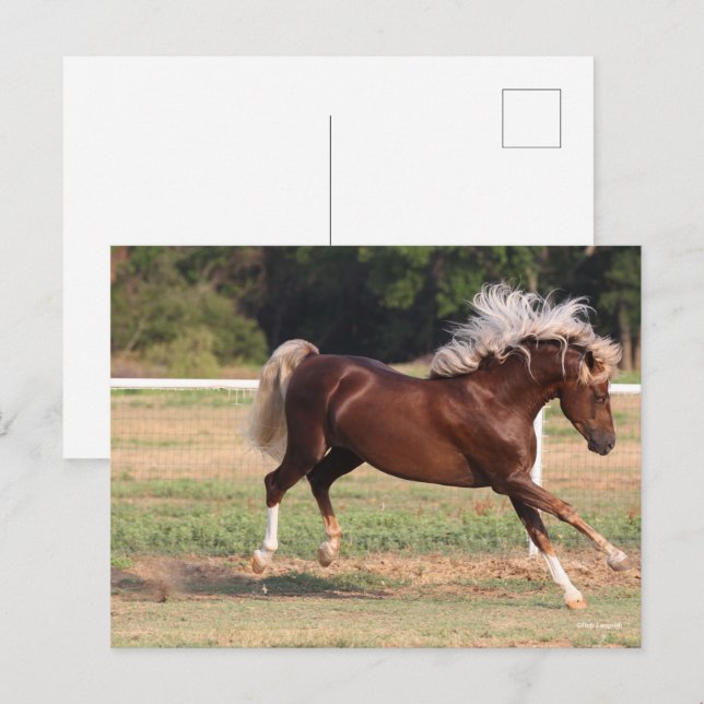 Bob Langrish | Palomino Morgan Horse Bucking Postcard (Front/Back)