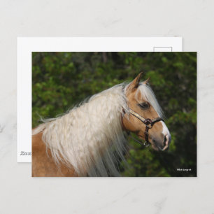 Bob Langrish   Palomino Quarter Horse Headshot Postcard