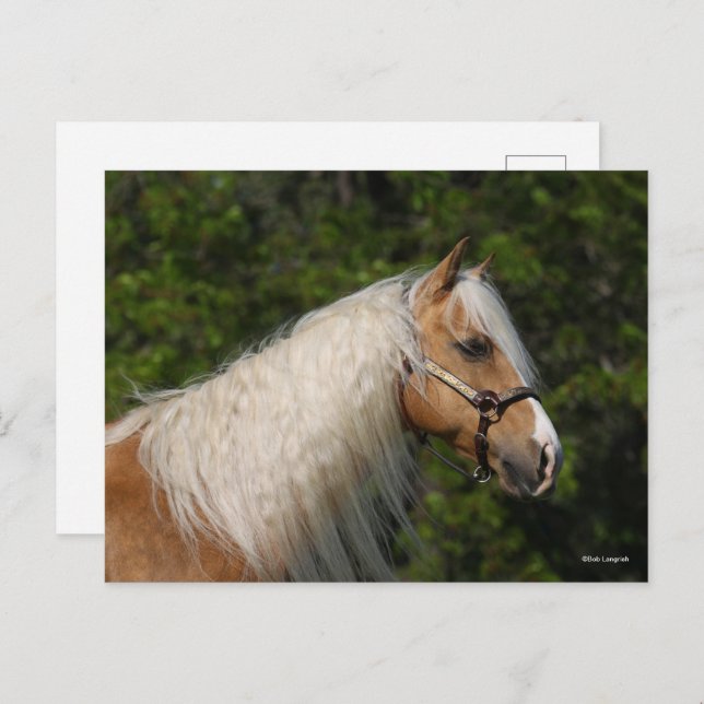 Bob Langrish | Palomino Quarter Horse Headshot Postcard (Front/Back)