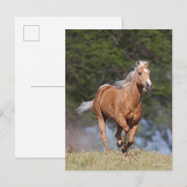 Bob Langrish | Palomino Quarter Horse Running Postcard (Front/Back)