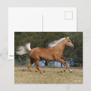 Bob Langrish Palomino Quarter Horse Running Postcard