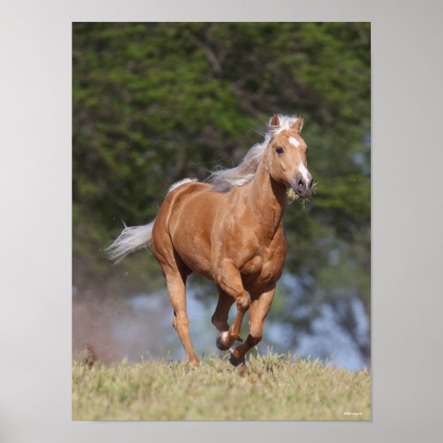 Bob Langrish | Palomino Quarter Horse Running Poster (Front)