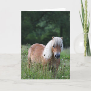 Bob Langrish   Palomino Shetland Standing In Grass Card
