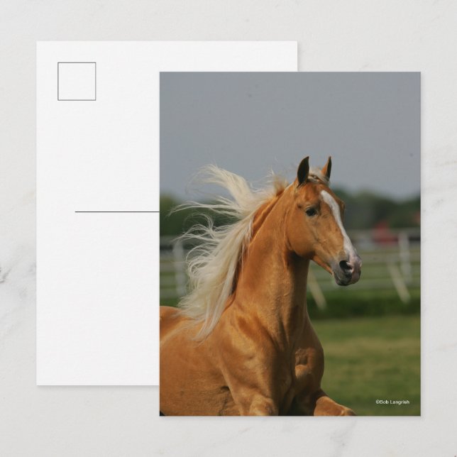 Bob Langrish | Palomino Tennesee Walker Headshot Postcard (Front/Back)