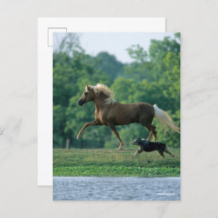 Bob Langrish   Palomino Tennessee Walker and Dog Postcard