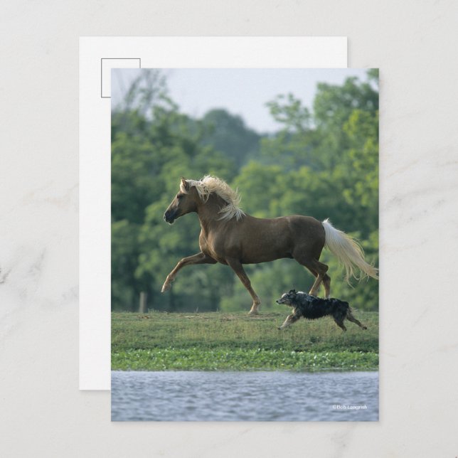 Bob Langrish | Palomino Tennessee Walker and Dog Postcard (Front/Back)