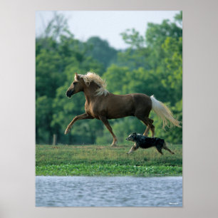 Bob Langrish Palomino Tennessee Walker and Dog Poster
