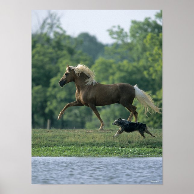 Bob Langrish | Palomino Tennessee Walker and Dog Poster (Front)