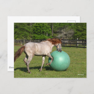 Bob Langrish   Paso Fino Horse Playing With Ball Postcard