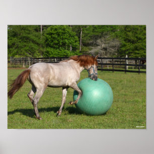 Bob Langrish Paso Fino Horse Playing With Ball Poster
