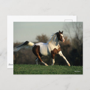 Bob Langrish   Pinto Arab Mane and Tail Flowing Postcard